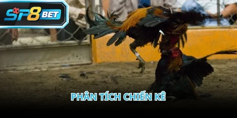 Quan sát kỹ chiến kê là yếu tố quan trọng trước khi tham gia đá gà Thomo