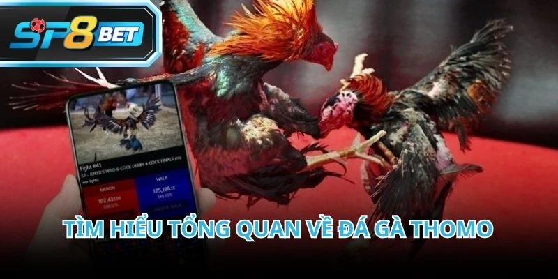 Đá gà Thomo xuất phát từ trường kê nổi tiếng tại khu vực biên giới