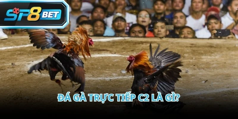 Đá gà trực tiếp C2 là hình thức giải trí hấp dẫn nhất thị trường hiện nay
